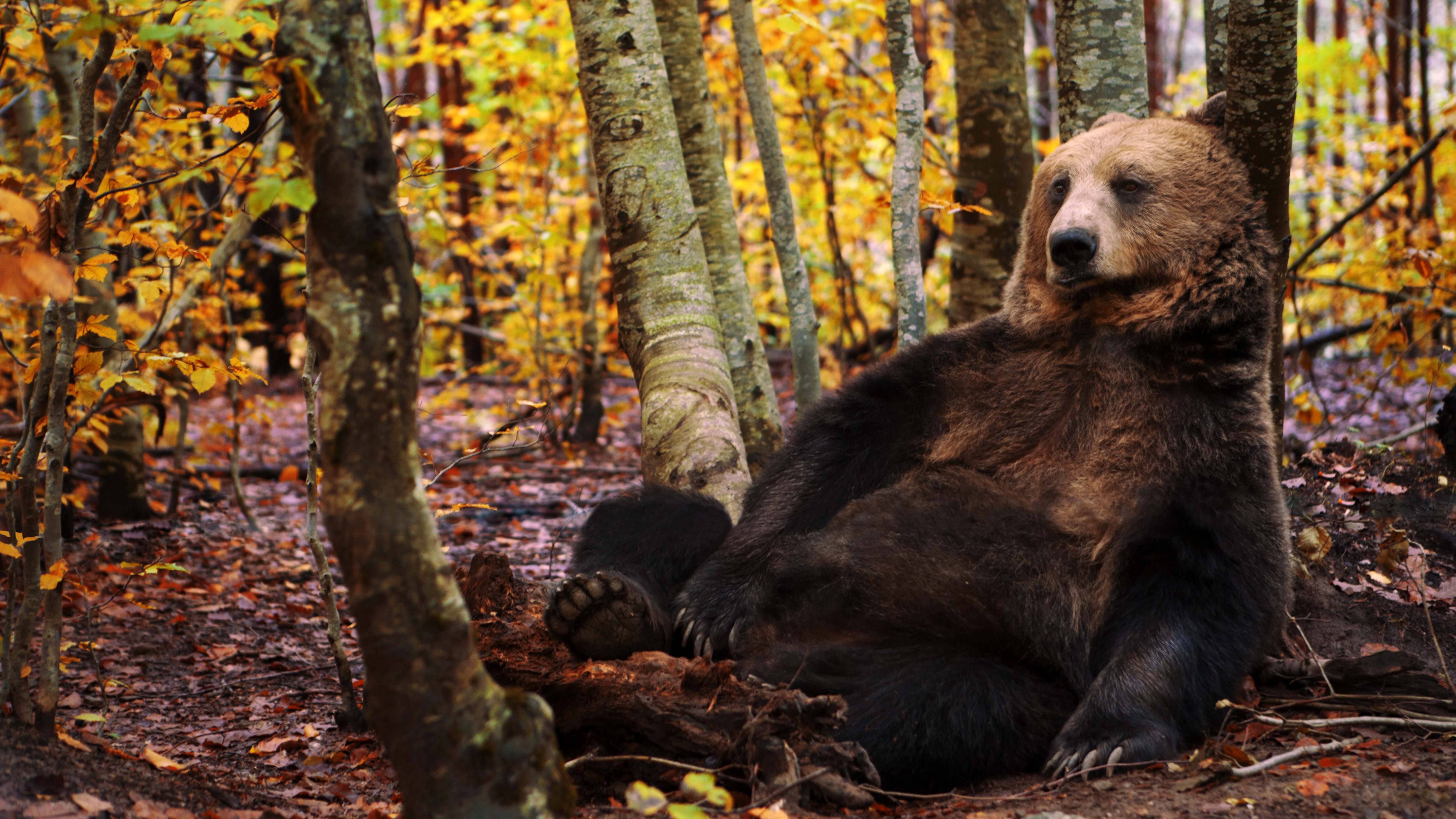 Imagen de archivo de un oso pardo