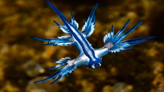 Imagen del drag&oacute;n azul tomada en Gran Canaria