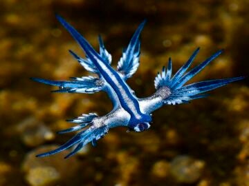 Imagen del dragón azul tomada en Gran Canaria