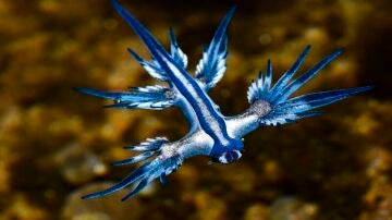 Imagen del dragón azul tomada en Gran Canaria