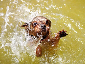 Imagen de archivo de un yorkshire terrier en el agua