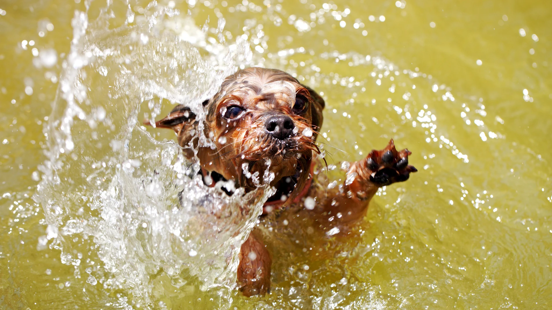 Imagen de archivo de un yorkshire terrier en el agua Imagen de archivo de un yorkshire terrier en el agua
