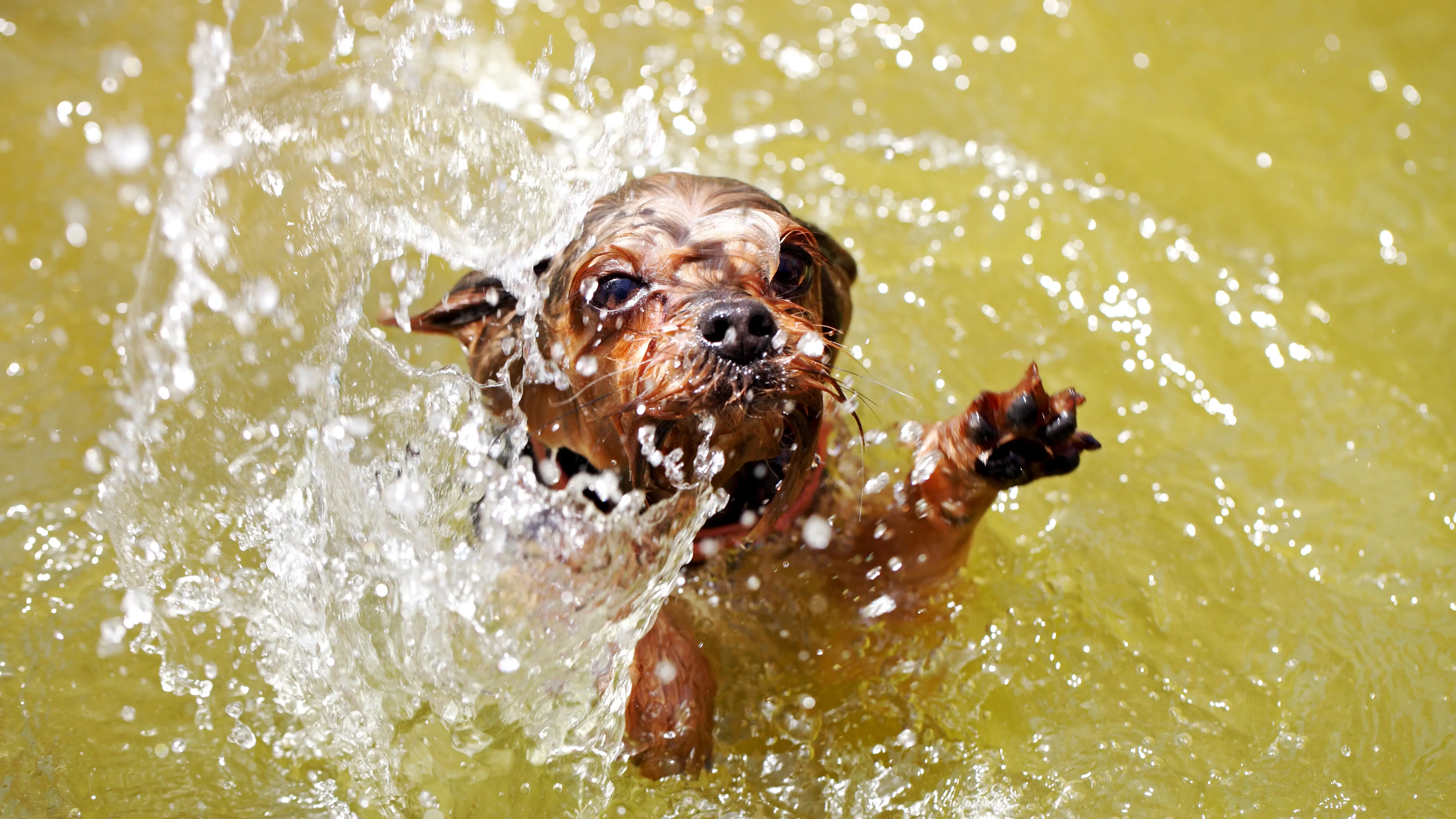 Imagen de archivo de un yorkshire terrier en el agua Imagen de archivo de un yorkshire terrier en el agua
