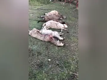 Imagen de ovejas devoradas p Imagen de ovejas devoradas p