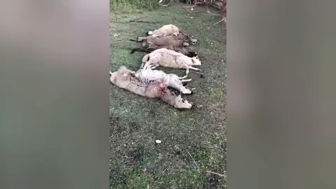 Imagen de ovejas devoradas p Imagen de ovejas devoradas p