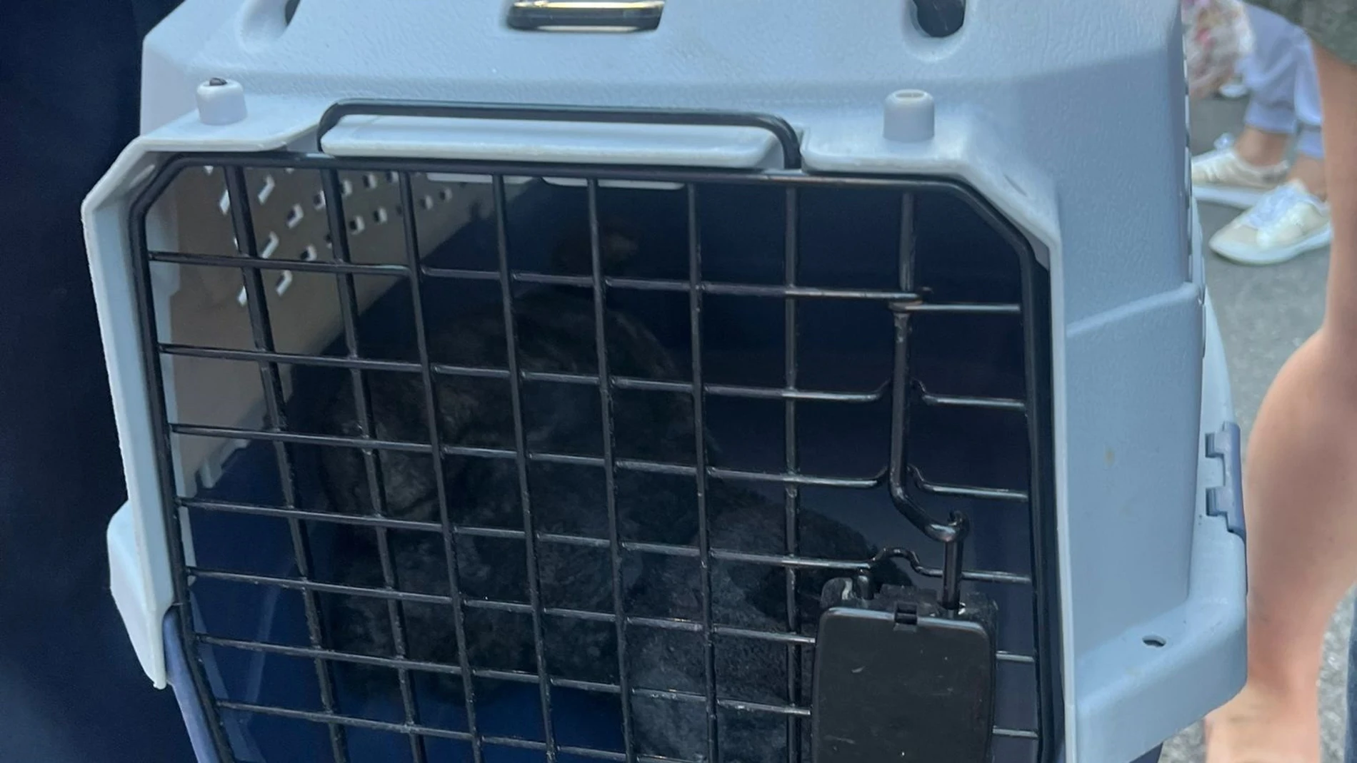 Carasa sustituye la gata negra por un peluche Carasa sustituye la gata negra por un peluche