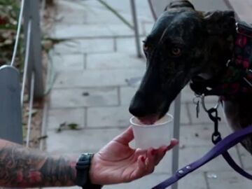 Helados para perros, la última moda en las heladerías de Barcelona