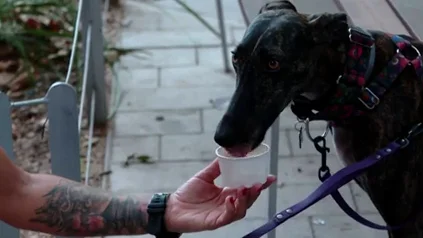 Helados para perros, la &uacute;ltima moda en las helader&iacute;as de Barcelona