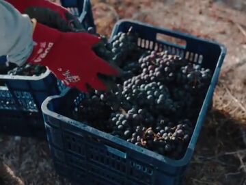 Una bodega de Tenerife elabora un vino "nacido del fuego"