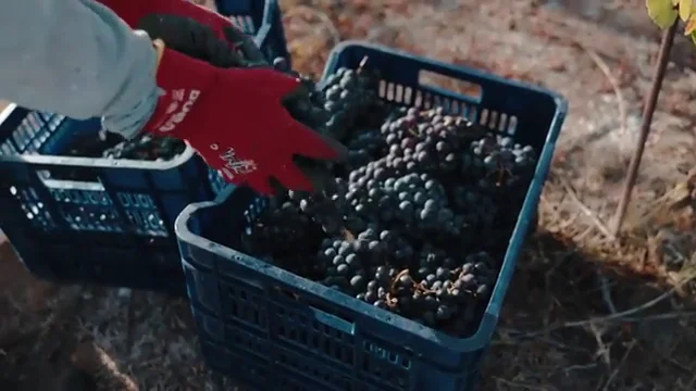 Una bodega de Tenerife elabora un vino "nacido del fuego" Una bodega de Tenerife elabora un vino "nacido del fuego"
