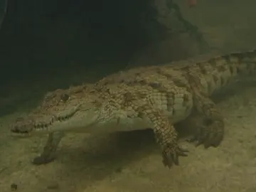 Cierran la playa de L’Arenal durante 5 horas por la posible presencia de un cocodrilo en la orilla Cierran la playa de L’Arenal durante 5 horas por la posible presencia de un cocodrilo en la orilla