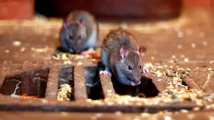 Ratas Ratas