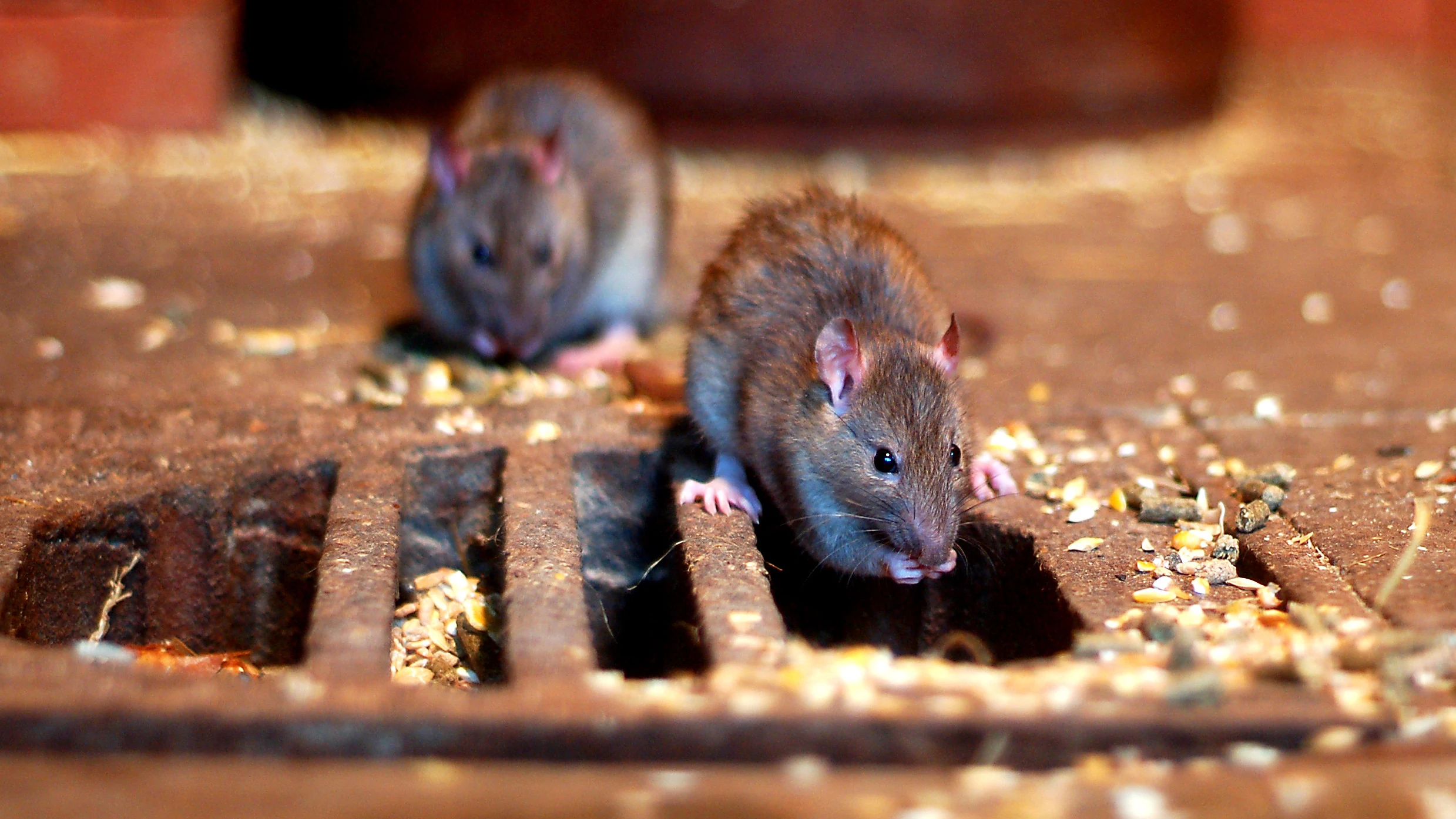 Ratas Ratas