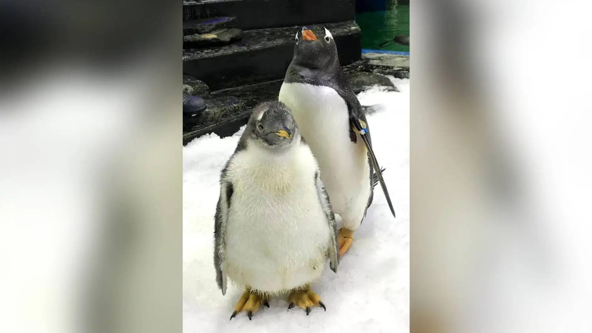 El pingüino Sphen (atrás) en Sydney (Australia) El pingüino Sphen (atrás) en Sydney (Australia)