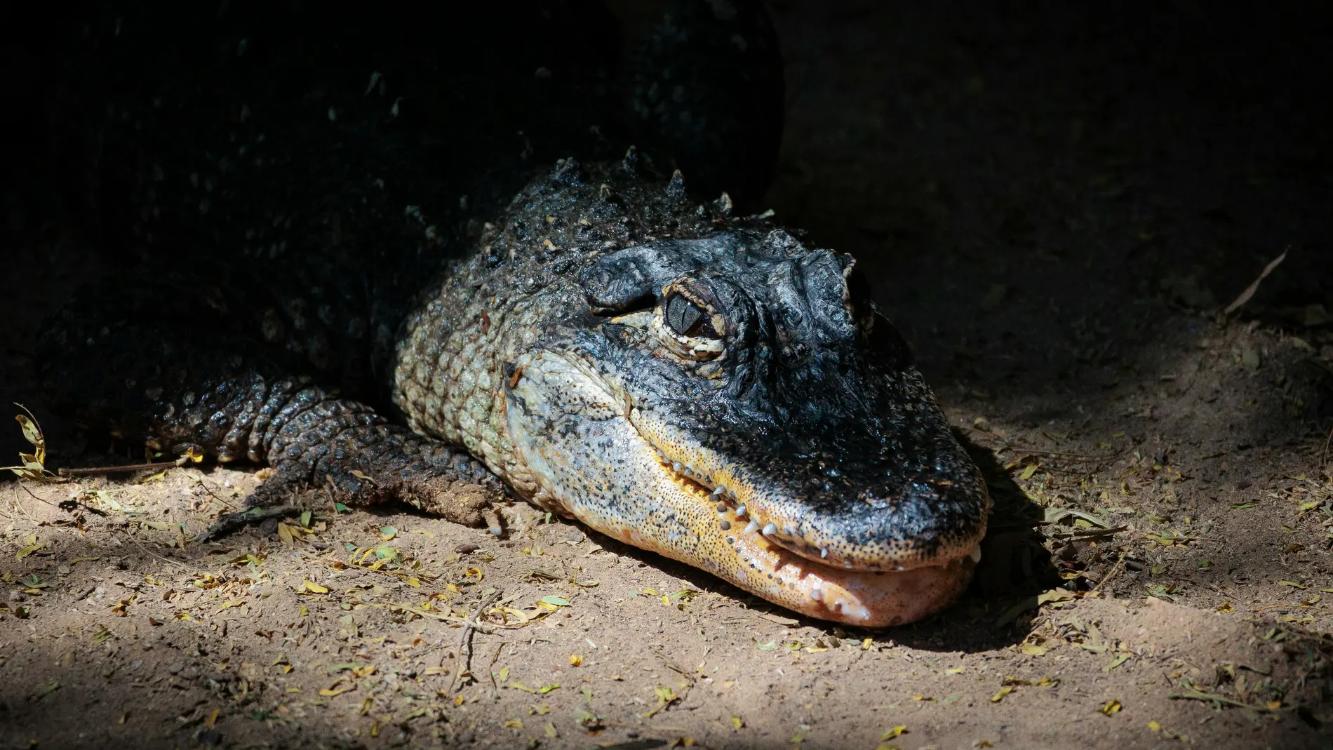 Imagen de un cocodrilo Imagen de un cocodrilo