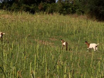 Los habitantes de Mugardos (A Coruña), enfrentados a una vecina que deja suelto a su rebaño de 80 cabras