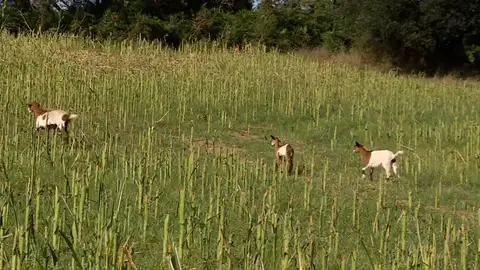 Los habitantes de Mugardos (A Coruña), enfrentados a una vecina que deja suelto a su rebaño de 80 cabras Los habitantes de Mugardos (A Coruña), enfrentados a una vecina que deja suelto a su rebaño de 80 cabras