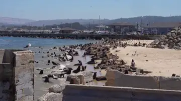 leones marinos playa california  leones marinos playa california