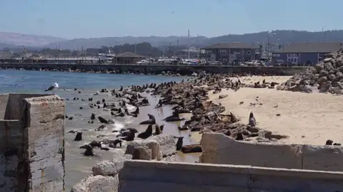 leones marinos playa california leones marinos playa california