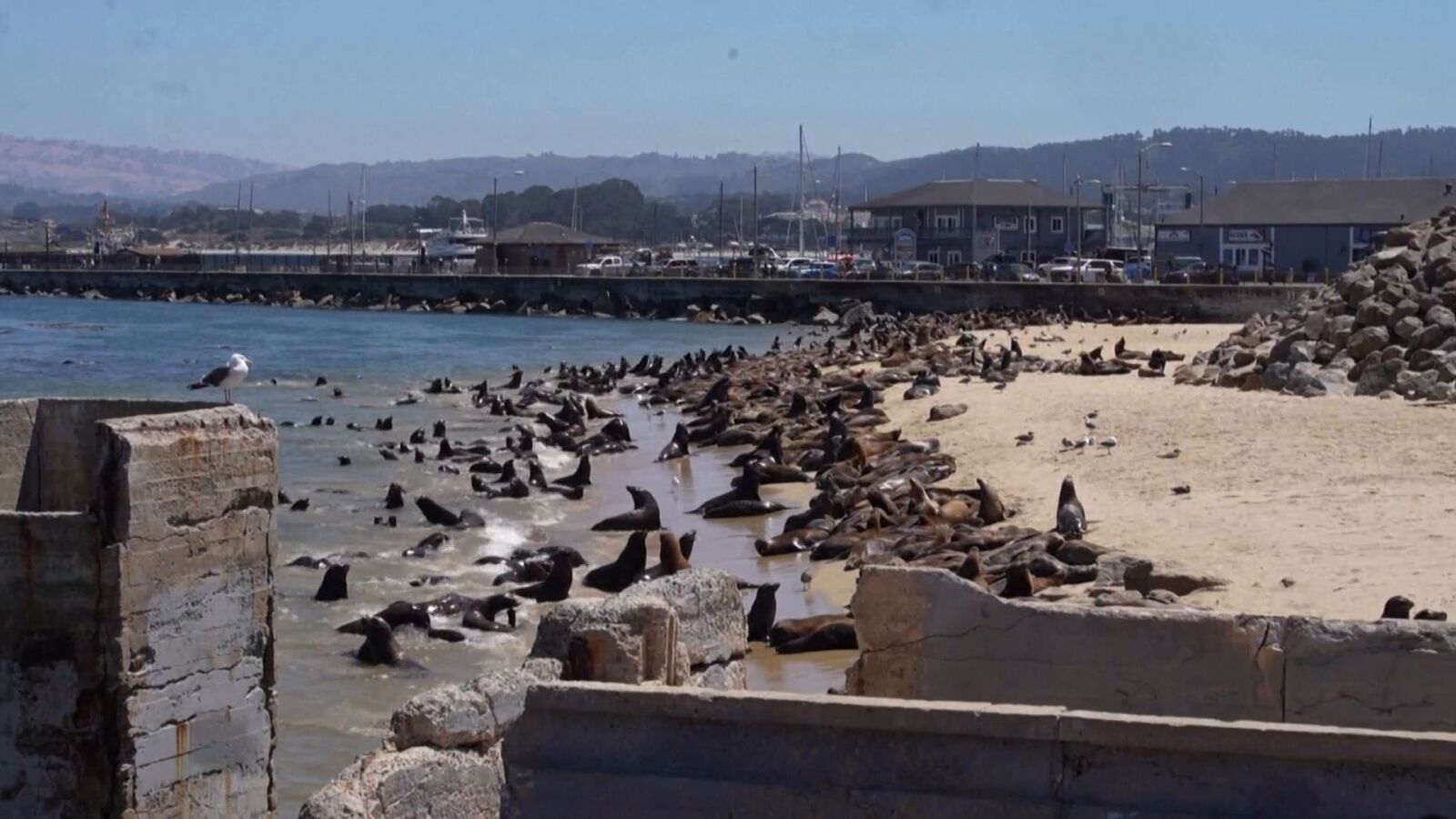 VÍDEO | Una masiva invasión de leones marinos obliga a cerrar una playa en California