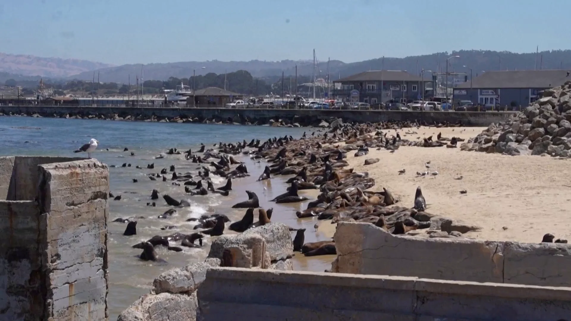 leones marinos playa california 