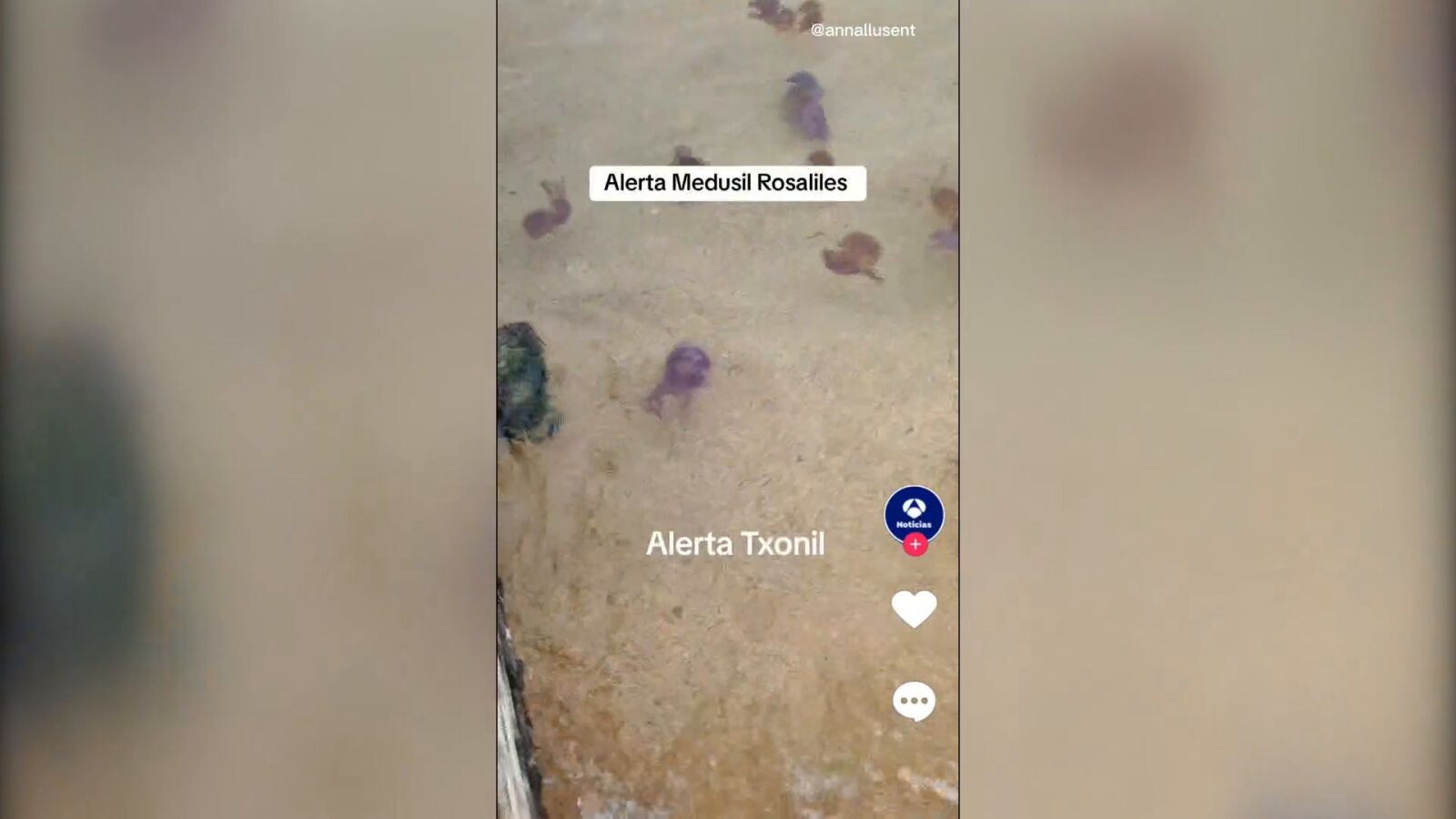 VÍDEO | Las medusas 