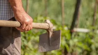 Mano de un agricultor con una azada en el campo Mano de un agricultor con una azada en el campo