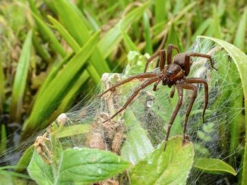 Imagen de la gran araña balsa.