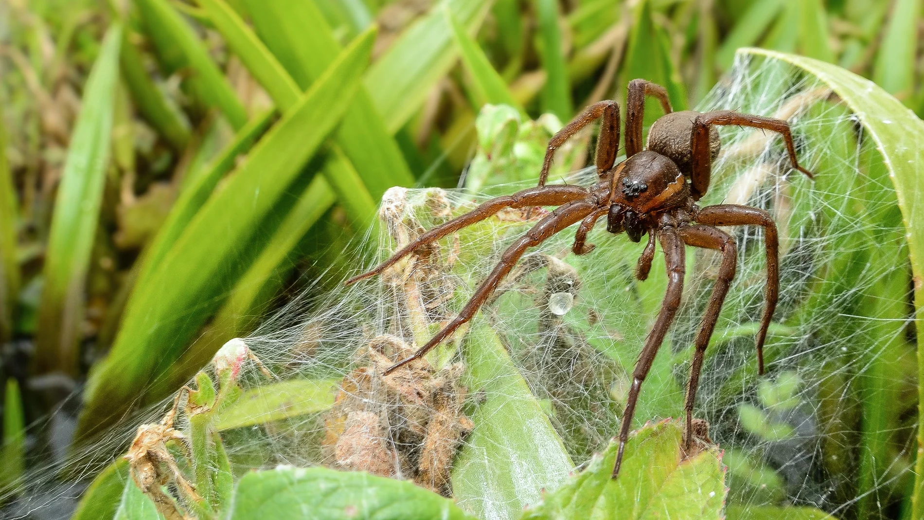 Imagen de la gran araña balsa. Imagen de la gran araña balsa.