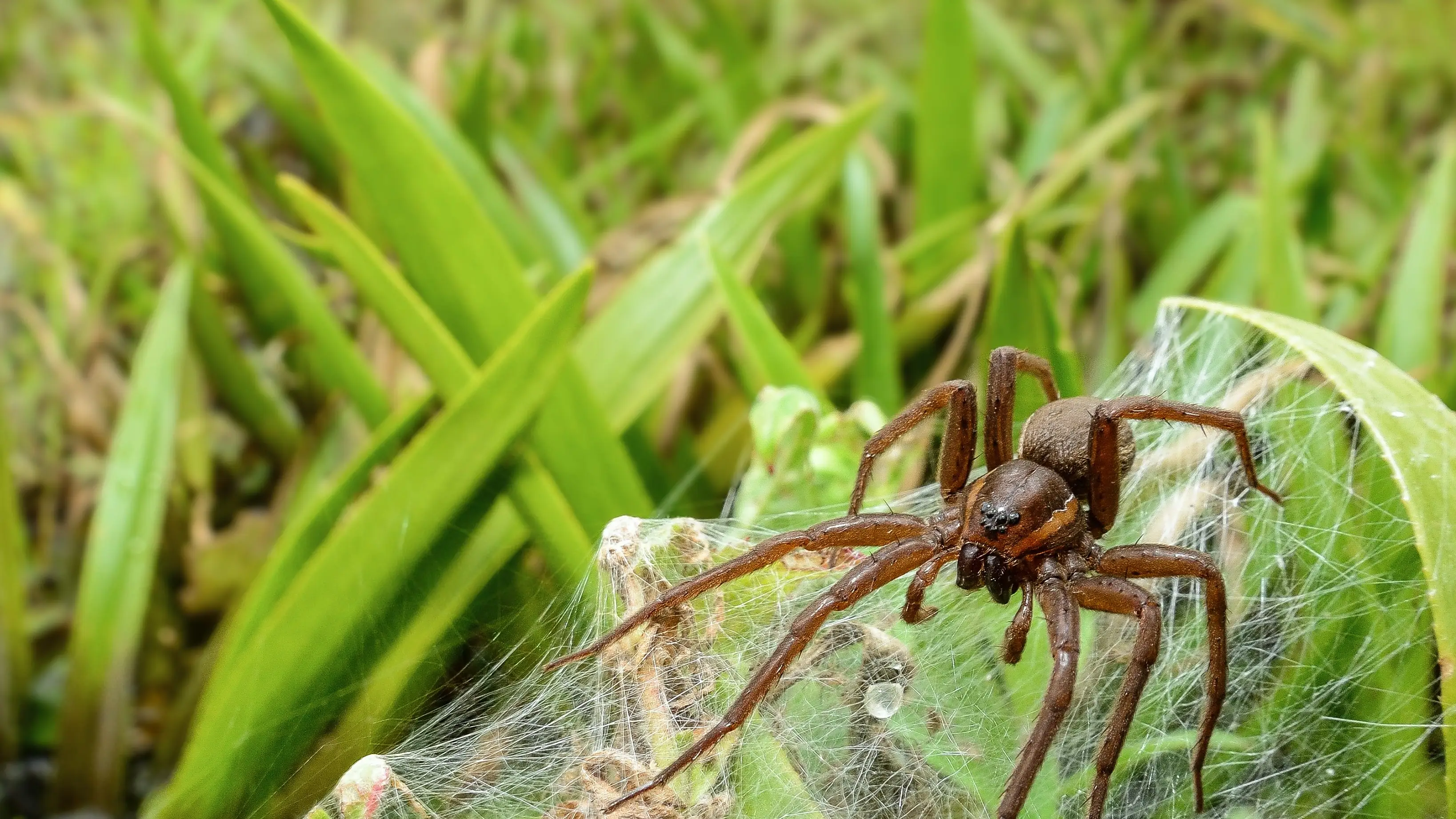 Imagen de la gran araña balsa. Imagen de la gran araña balsa.