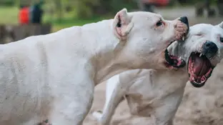 Perros peligrosos Perros peligrosos
