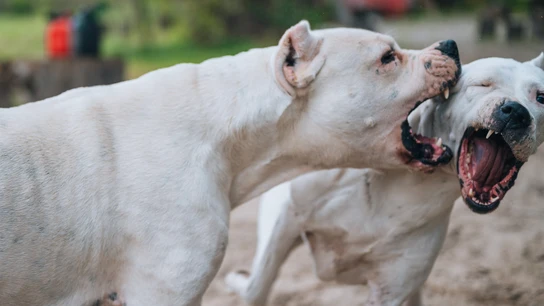 Perros peligrosos Perros peligrosos