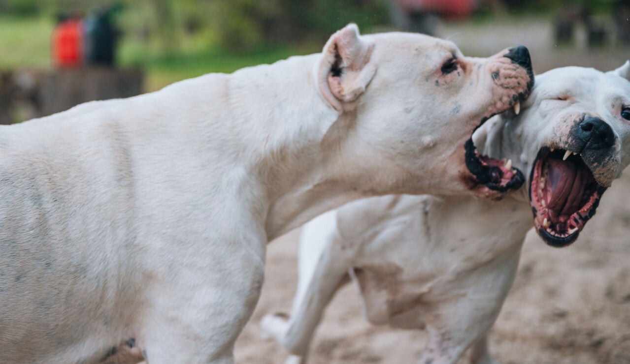 Perros peligrosos