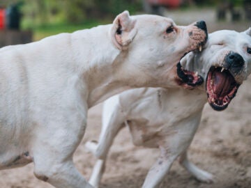 Perros peligrosos