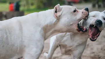 Perros peligrosos Perros peligrosos