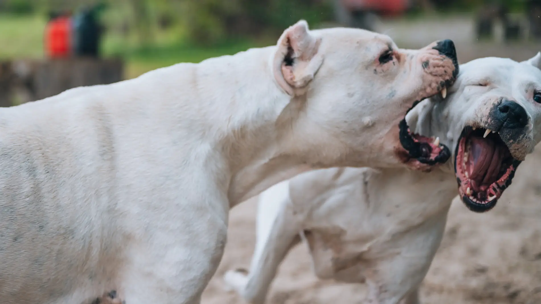 Perros peligrosos Perros peligrosos