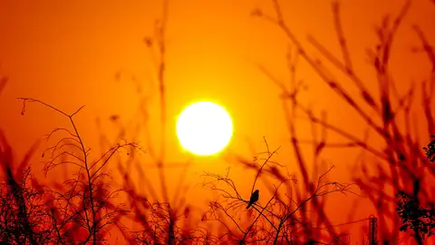 Pájaro y sol Pájaro y sol