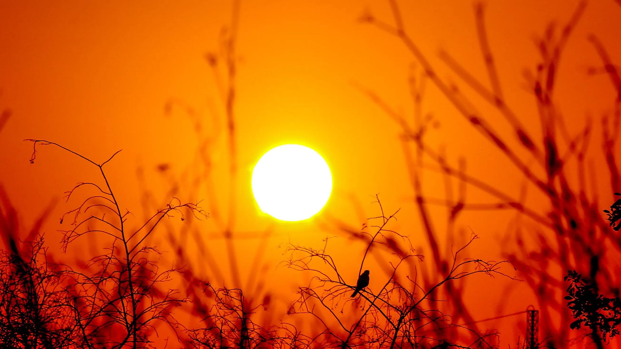 P&aacute;jaro y sol 