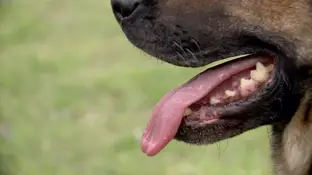 Muere atacado por un perro Muere atacado por un perro