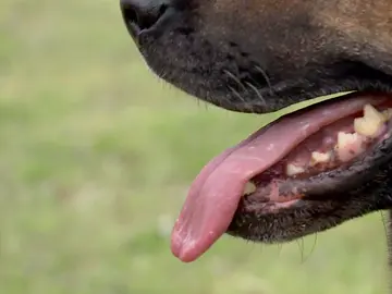 Muere atacado por un perro Muere atacado por un perro