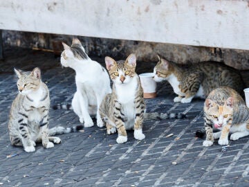 Gatos callejeros