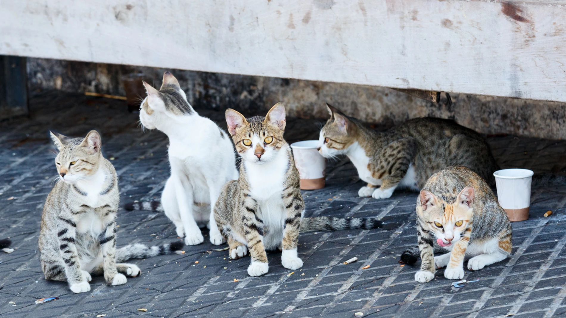 Gatos callejeros Gatos callejeros