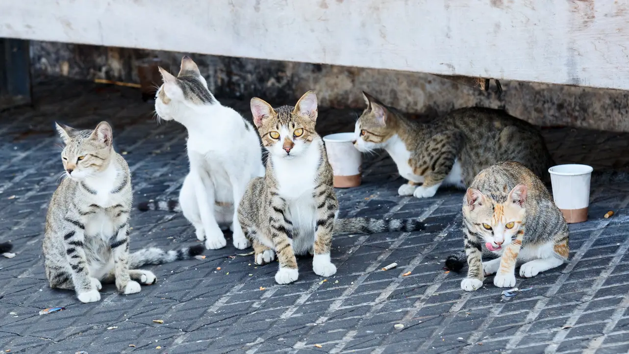 Gatos callejeros Gatos callejeros