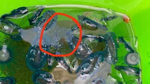 Dragón azul en las playas de Gran Canaria Dragón azul en las playas de Gran Canaria