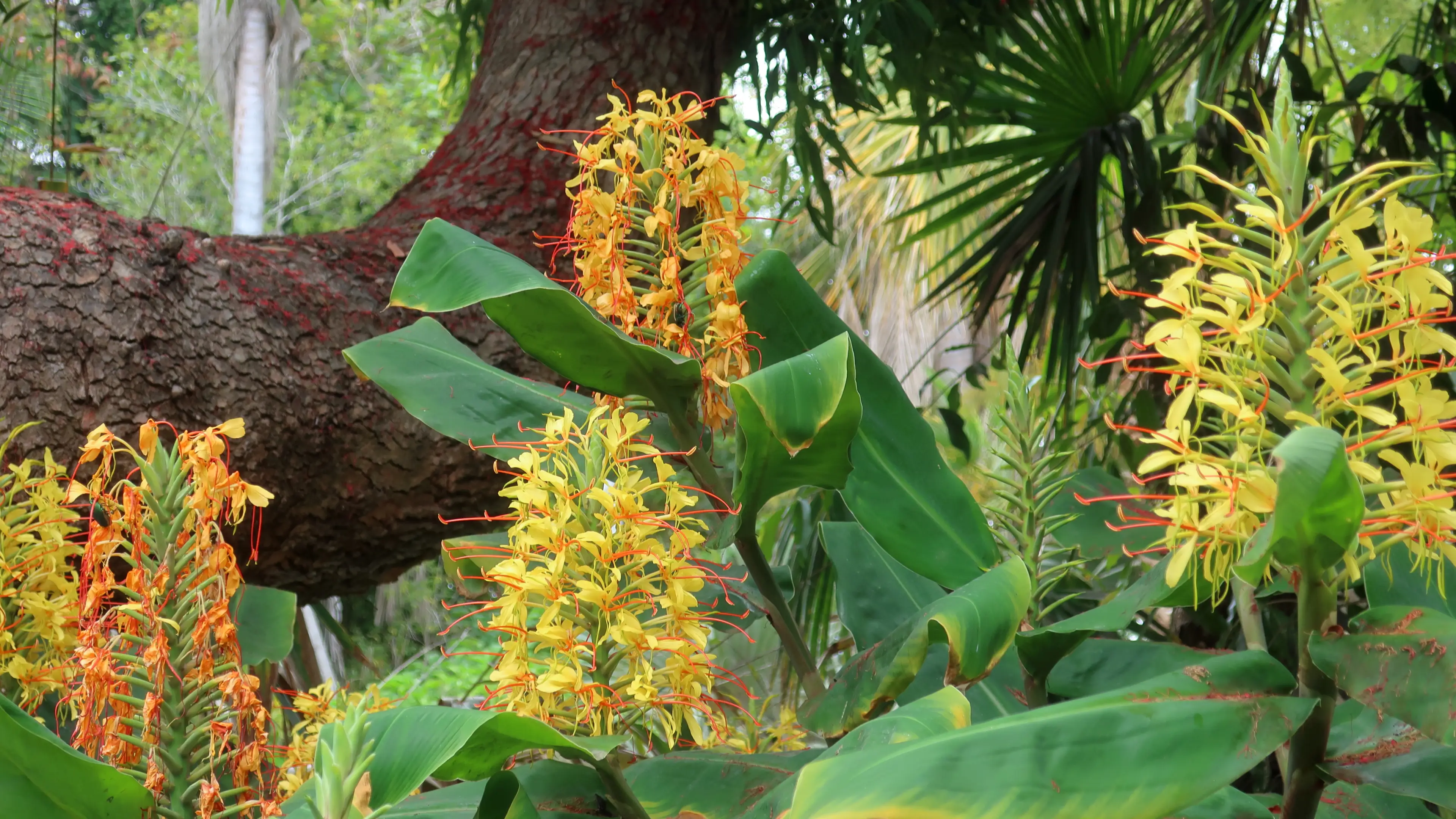 Hedychium gardnerianum (Jenjibre hawaino)