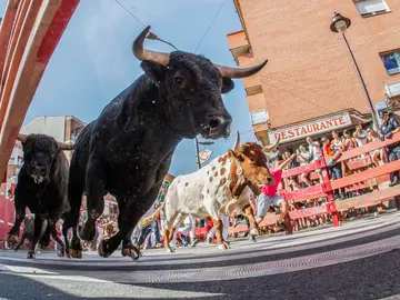 Encierro matutino de San Sebastián de los Reyes Encierro matutino de San Sebastián de los Reyes