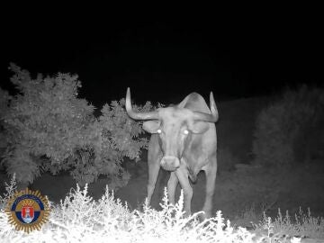 Encuentran muerto al toro extraviado de una ganadería en Almenara tras una extensa búsqueda