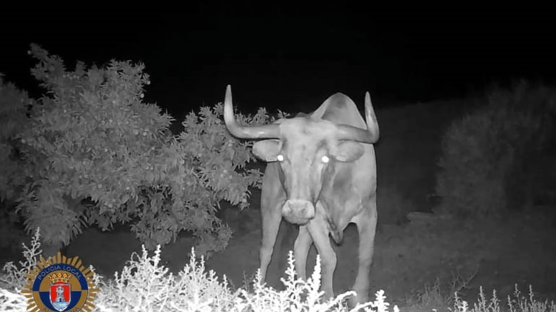 Encuentran muerto al toro extraviado de una ganadería en Almenara tras una extensa búsqueda Encuentran muerto al toro extraviado de una ganadería en Almenara tras una extensa búsqueda