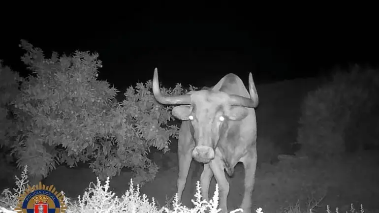 Toro extraviado en Almenara
