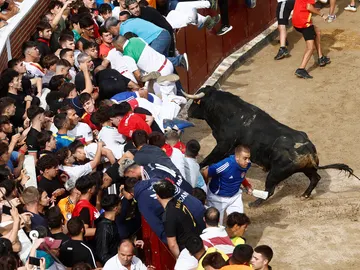 Momento del toro yendo a la barrera en el sexto encierro Momento del toro yendo a la barrera en el sexto encierro